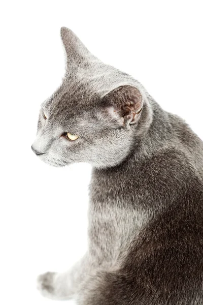 회색 고양이 흰색 배경에 고립입니다. 유럽 짧은 머리. 스튜디오 촬영. — 스톡 사진