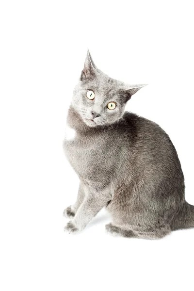 白い背景上に分離されて灰色の子猫。ヨーロッパの短い髪。スタジオ撮影. — ストック写真