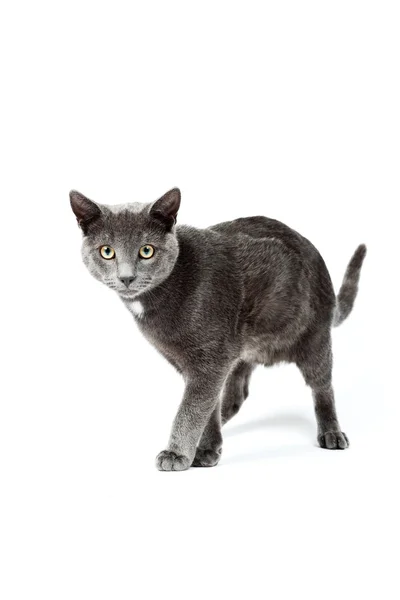 Серый котенок изолирован на белом фоне. Европейские короткие волосы. Снимок студии . — стоковое фото