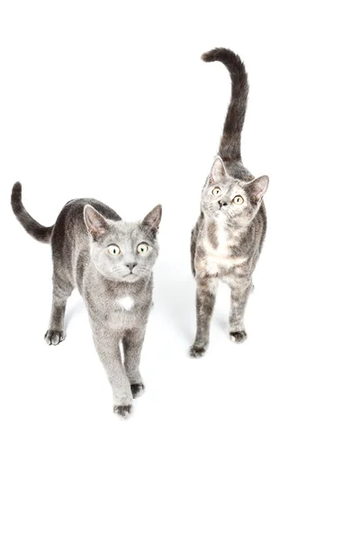 Twee grappige grijs kittens geïsoleerd op een witte achtergrond. Europese kort haar. studio opname. — Stockfoto