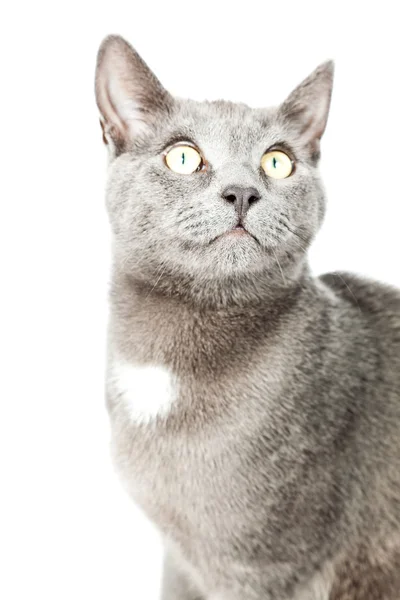 Gatito gris aislado sobre fondo blanco. Pelo corto europeo. Captura de estudio . —  Fotos de Stock