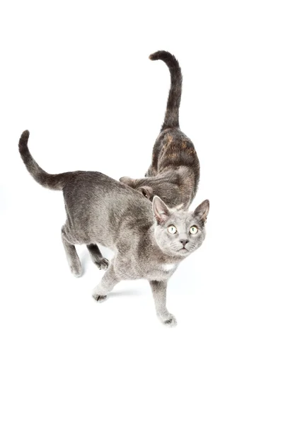 Dvě vtipné šedé koťata izolovaných na bílém pozadí. Evropská krátké vlasy. Studio záběr. — Stock fotografie