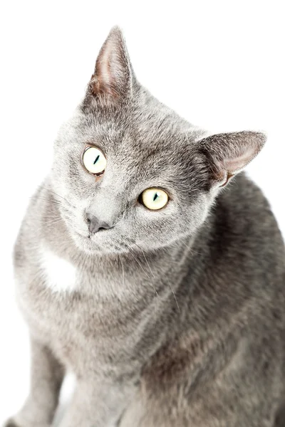 Gatito gris aislado sobre fondo blanco. Pelo corto europeo. Captura de estudio . — Foto de Stock