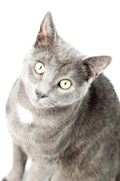 Stock image Grey kitten isolated on white background. European short hair. Studio shot.