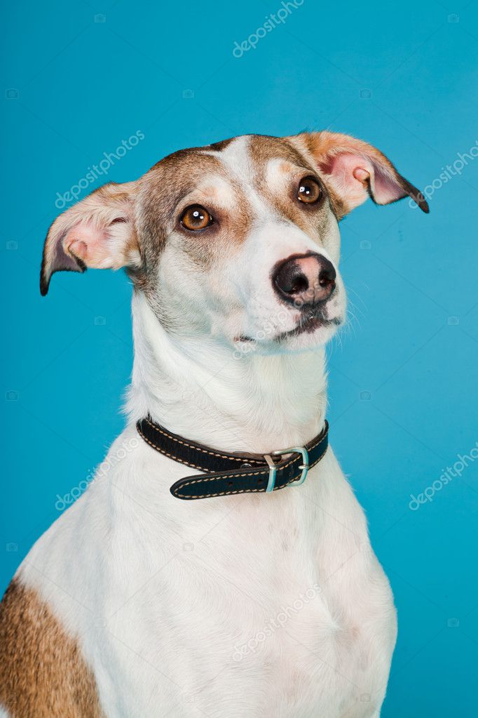 Mixed Breed Dog Short Hair Brown And White Isolated On Light Blue