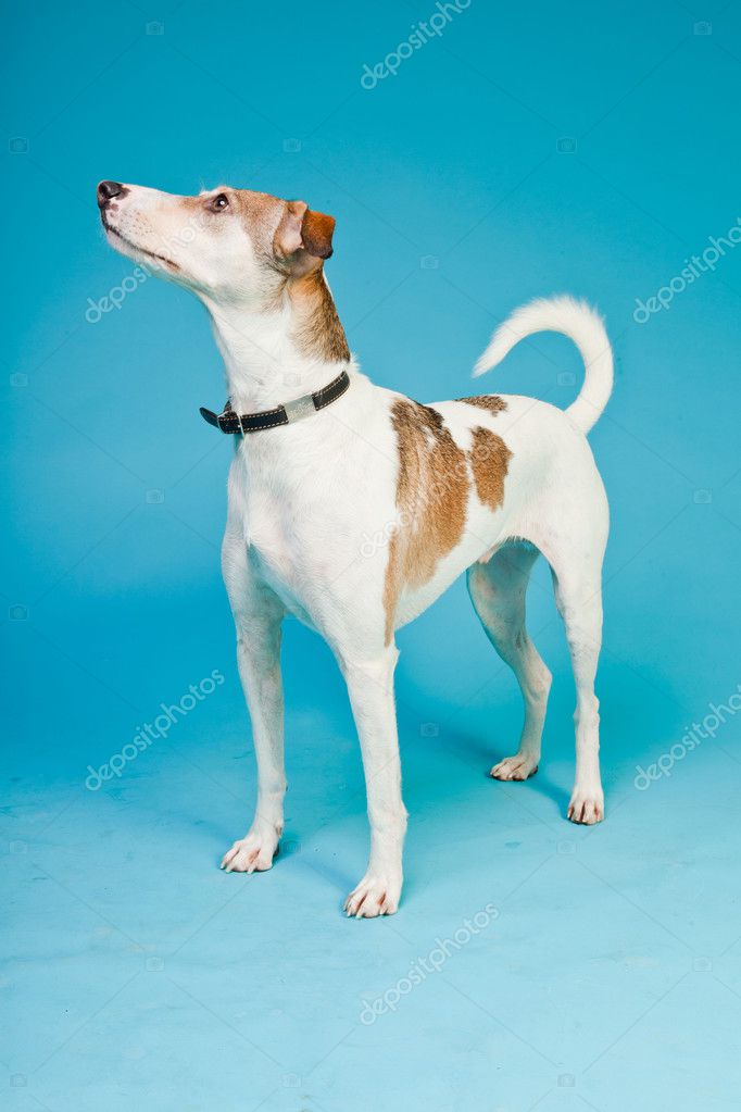 Mixed Breed Dog Short Hair Brown And White Isolated On Light Blue