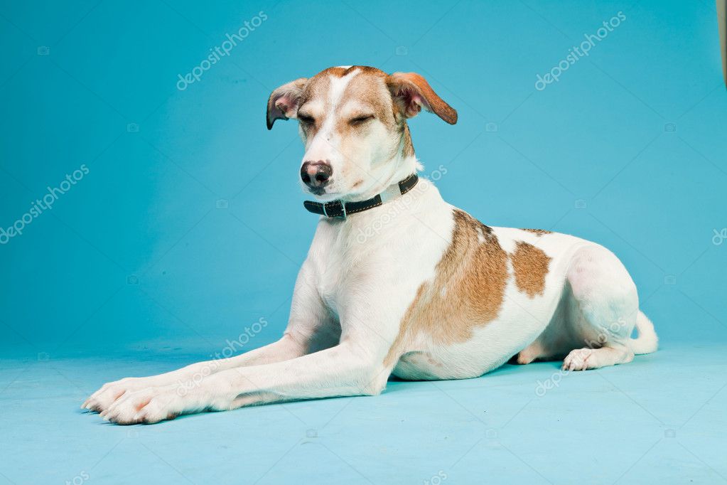 Mixed Breed Dog Short Hair Brown And White Isolated On Light Blue