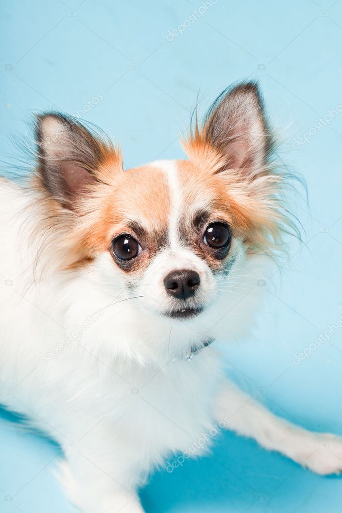 Portrait En Studio De Mignon Chihuahua Marron Blanc Isolé