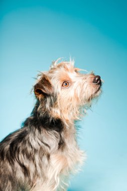 studio portret van schattige yorkshire terrier geïsoleerd op lichte blauwe achtergrond