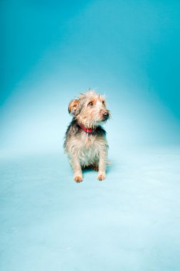 studio portret van schattige yorkshire terrier geïsoleerd op lichte blauwe achtergrond