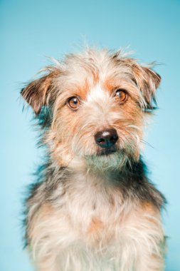 studio portret van schattige yorkshire terrier geïsoleerd op lichte blauwe achtergrond