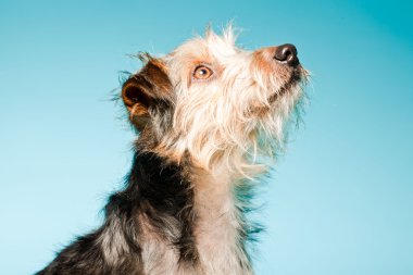 studio portret van schattige yorkshire terrier geïsoleerd op lichte blauwe achtergrond