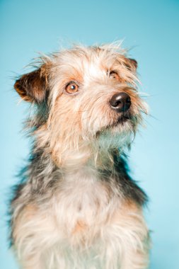 studio portret van schattige yorkshire terrier geïsoleerd op lichte blauwe achtergrond