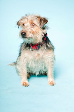 studio portret van schattige yorkshire terrier geïsoleerd op lichte blauwe achtergrond