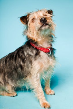 studio portret van schattige yorkshire terrier geïsoleerd op lichte blauwe achtergrond