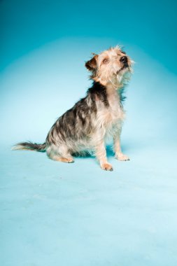 studio portret van schattige yorkshire terrier geïsoleerd op lichte blauwe achtergrond