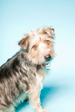 studio portret van schattige yorkshire terrier geïsoleerd op lichte blauwe achtergrond