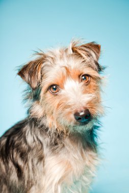 studio portret van schattige yorkshire terrier geïsoleerd op lichte blauwe achtergrond