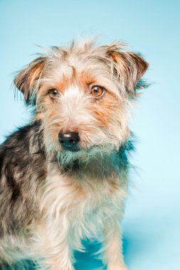 studio portret van schattige yorkshire terrier geïsoleerd op lichte blauwe achtergrond