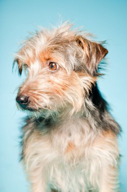 studio portret van schattige yorkshire terrier geïsoleerd op lichte blauwe achtergrond