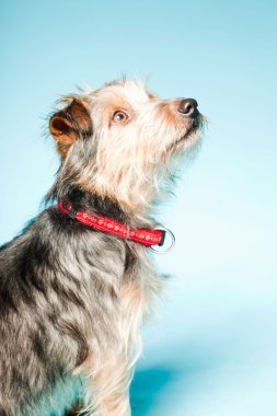 studio portret van schattige yorkshire terrier geïsoleerd op lichte blauwe achtergrond