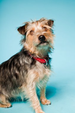 studio portret van schattige yorkshire terrier geïsoleerd op lichte blauwe achtergrond