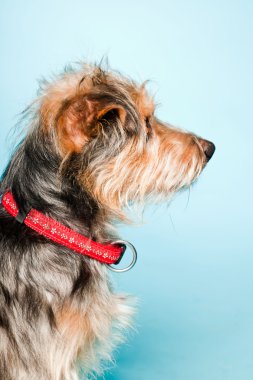 studio portret van schattige yorkshire terrier geïsoleerd op lichte blauwe achtergrond