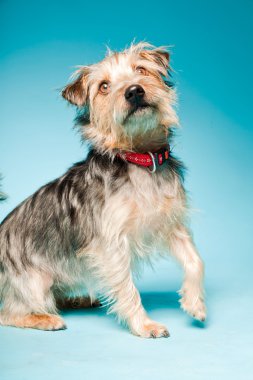 studio portret van schattige yorkshire terrier geïsoleerd op lichte blauwe achtergrond