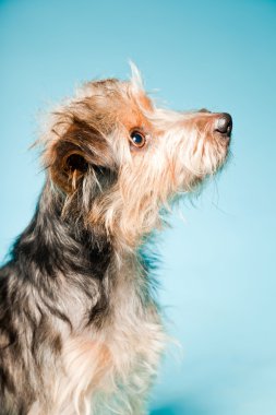 studio portret van schattige yorkshire terrier geïsoleerd op lichte blauwe achtergrond