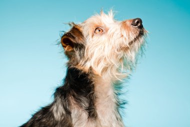 studio portret van schattige yorkshire terrier geïsoleerd op lichte blauwe achtergrond