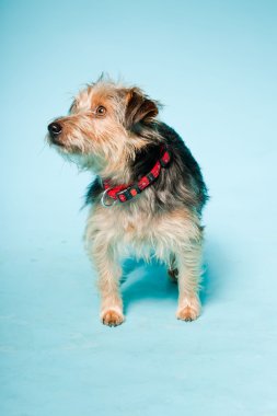 studio portret van schattige yorkshire terrier geïsoleerd op lichte blauwe achtergrond