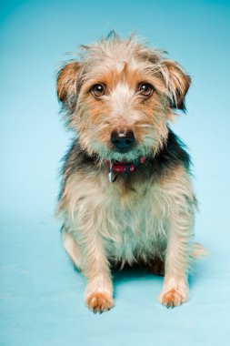 studio portret van schattige yorkshire terrier geïsoleerd op lichte blauwe achtergrond