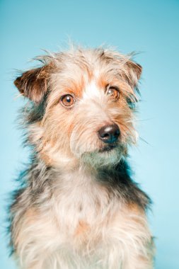 studio portret van schattige yorkshire terrier geïsoleerd op lichte blauwe achtergrond