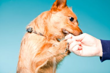 Stüdyo portre karma küçük kahverengi köpek açık mavi renkli izole koyu kahverengi gözleri ile yetiştirilmiş.