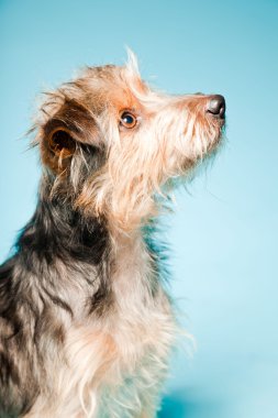 studio portret van schattige yorkshire terrier geïsoleerd op lichte blauwe achtergrond