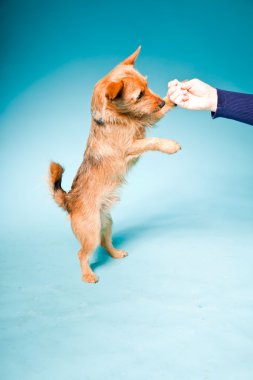 Stüdyo portre karma küçük kahverengi köpek açık mavi renkli izole koyu kahverengi gözleri ile yetiştirilmiş.