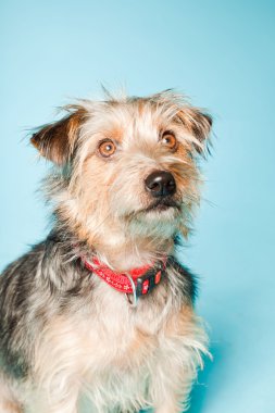 studio portret van schattige yorkshire terrier geïsoleerd op lichte blauwe achtergrond