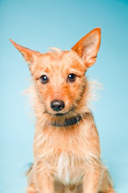 Stüdyo portre karma küçük kahverengi köpek açık mavi renkli izole koyu kahverengi gözleri ile yetiştirilmiş.