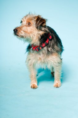 studio portret van schattige yorkshire terrier geïsoleerd op lichte blauwe achtergrond