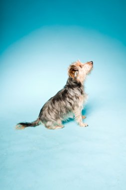 studio portret van schattige yorkshire terrier geïsoleerd op lichte blauwe achtergrond