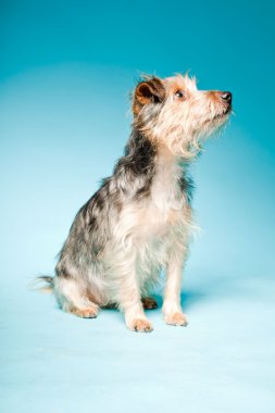 studio portret van schattige yorkshire terrier geïsoleerd op lichte blauwe achtergrond