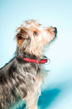 studio portret van schattige yorkshire terrier geïsoleerd op lichte blauwe achtergrond