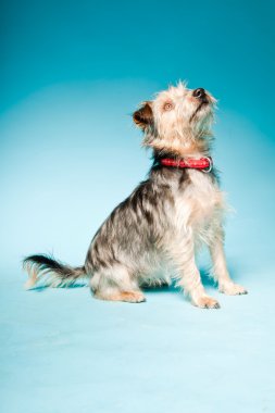 studio portret van schattige yorkshire terrier geïsoleerd op lichte blauwe achtergrond