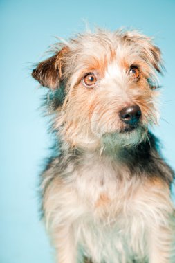 studio portret van schattige yorkshire terrier geïsoleerd op lichte blauwe achtergrond