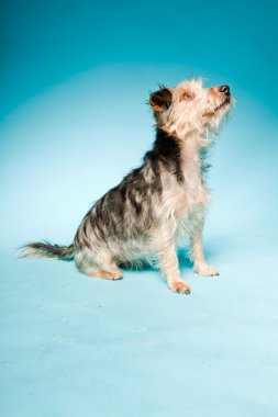 studio portret van schattige yorkshire terrier geïsoleerd op lichte blauwe achtergrond