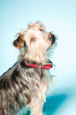 studio portret van schattige yorkshire terrier geïsoleerd op lichte blauwe achtergrond