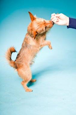 Stüdyo portre karma küçük kahverengi köpek açık mavi renkli izole koyu kahverengi gözleri ile yetiştirilmiş.