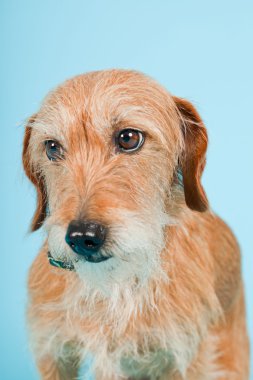 köpek açık mavi renkli izole küçük kahverengi karma doğurmak. Stüdyo vurdu.