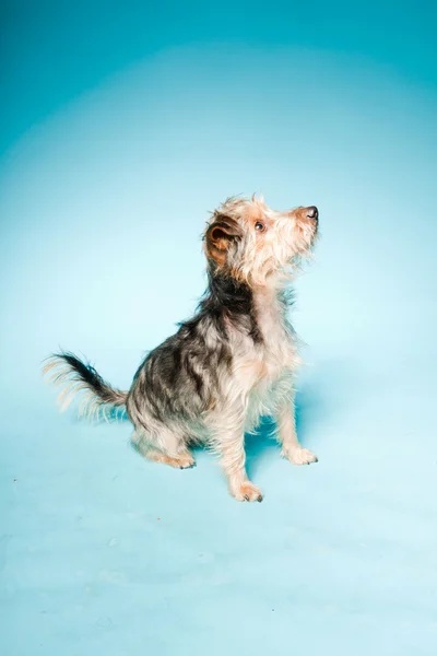 浅蓝色背景上孤立的可爱约克夏犬室画像 — 图库照片