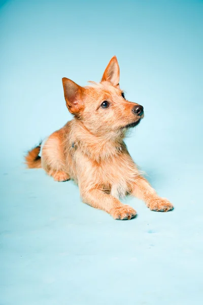 Studio ritratto di piccolo cane di razza mista marrone scuro con occhi marroni isolati su sfondo azzurro — Foto Stock